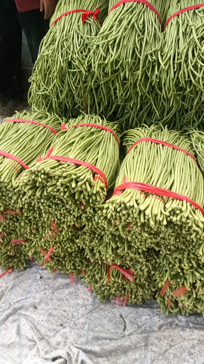 豆角豇豆，长豆角，长豇豆，产地直发全国欢迎电话联系