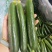 【供应社区团购】山东瑞丽水果小黄瓜乳瓜鲜嫩可口整车发货