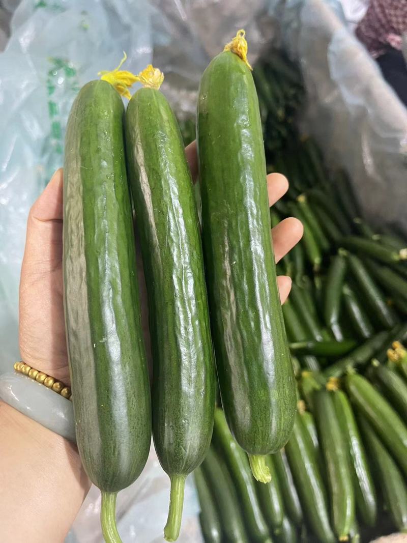 【供应社区团购】山东瑞丽水果小黄瓜乳瓜鲜嫩可口整车发货
