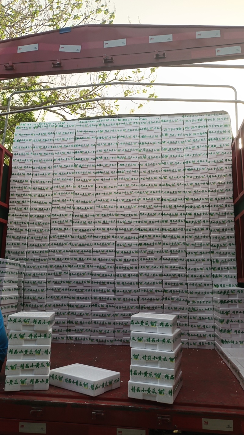 【供应社区团购】山东瑞丽水果小黄瓜乳瓜鲜嫩可口整车发货