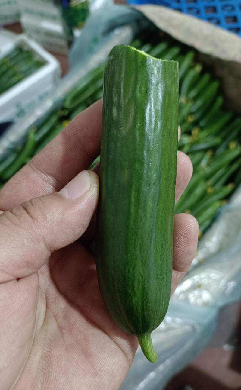 【供应社区团购】山东瑞丽水果小黄瓜乳瓜鲜嫩可口整车发货