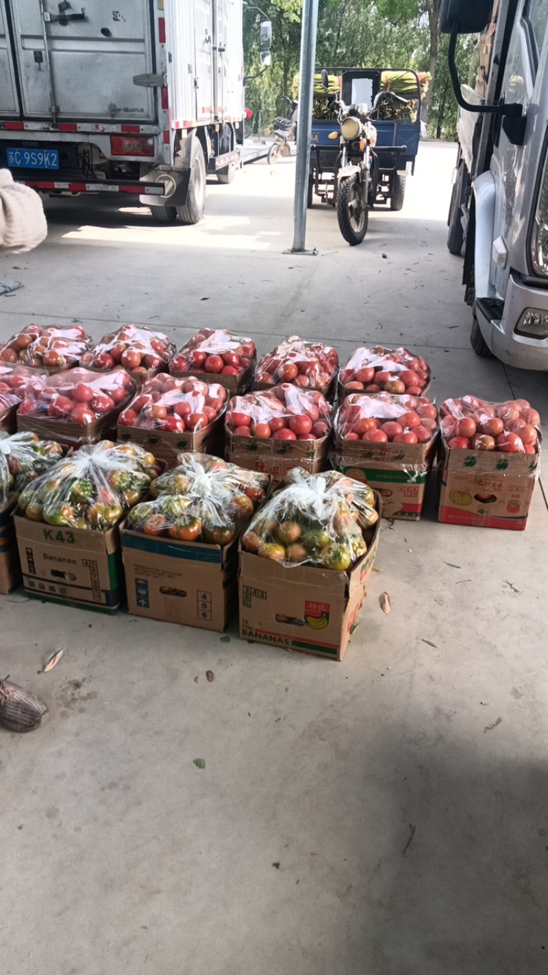 西红柿，大果西红柿大量上市，欢迎来电咨询要货