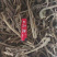【推荐】贵州精品百花前胡，产地直供，一手货源，品质保证