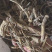 【推荐】贵州精品百花前胡，产地直供，一手货源，品质保证