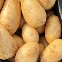 精品沃土5号土豆:沙地货颜色个头薯型三优，质优价廉。