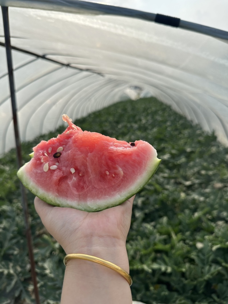 大堡西瓜