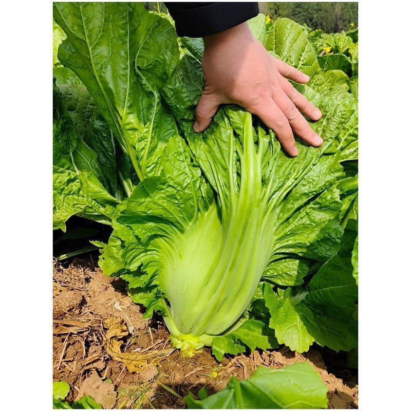 正品原装宽帮青菜种子腌渍泡菜酸菜腌菜四川芥菜大叶高产蔬菜种子