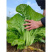 正品原装宽帮青菜种子腌渍泡菜酸菜腌菜四川芥菜大叶高产蔬菜种子