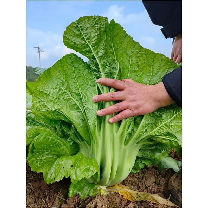 正品原装宽帮青菜种子腌渍泡菜酸菜腌菜四川芥菜大叶高产蔬菜种子