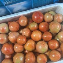 杭州本地番茄西红柿