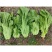 正品原装宽帮青菜种子腌渍泡菜酸菜腌菜四川芥菜大叶高产蔬菜种子
