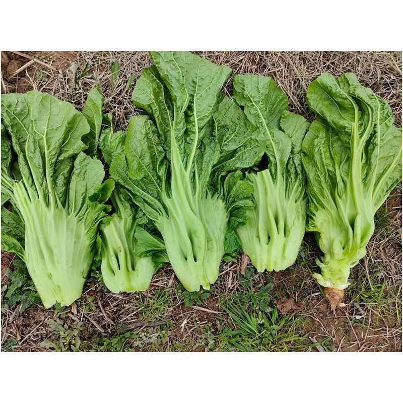 正品原装宽帮青菜种子腌渍泡菜酸菜腌菜四川芥菜大叶高产蔬菜种子