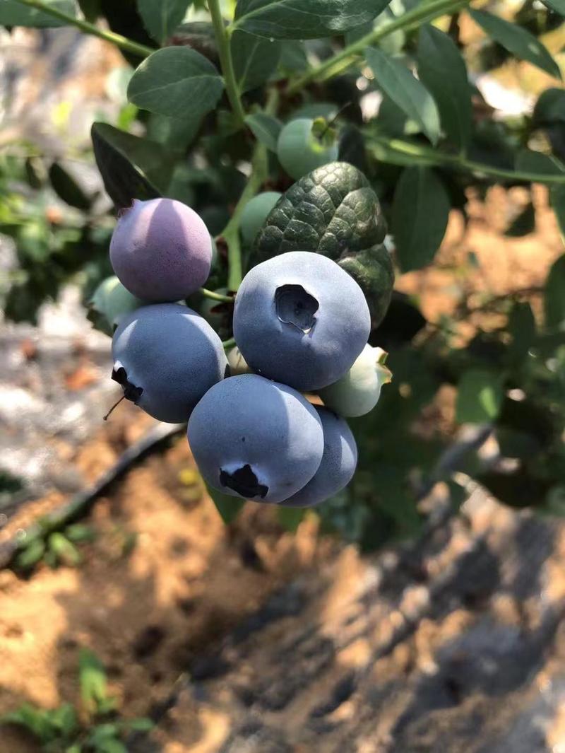 莱克西蓝莓