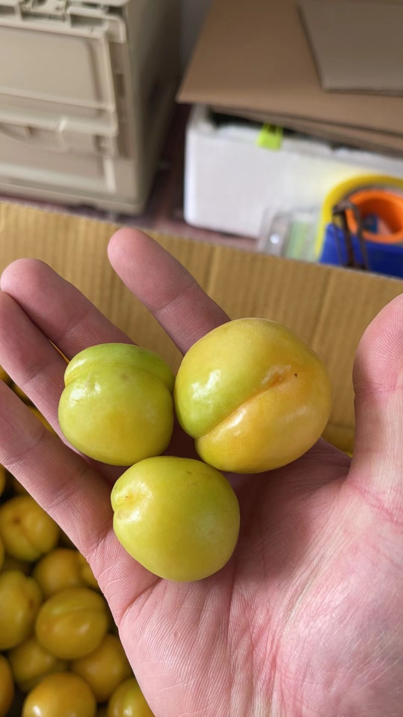 李广杏