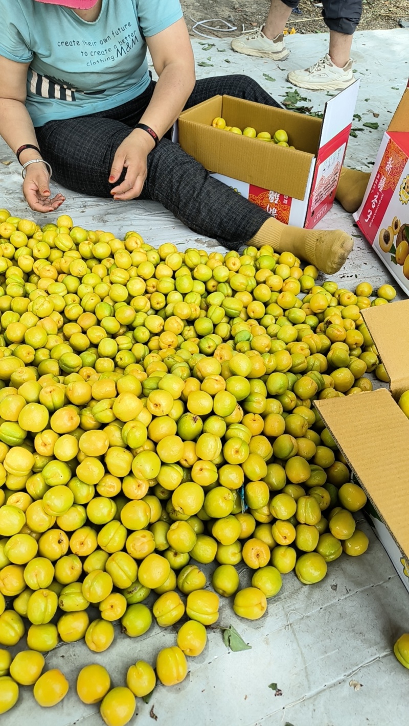 李广杏