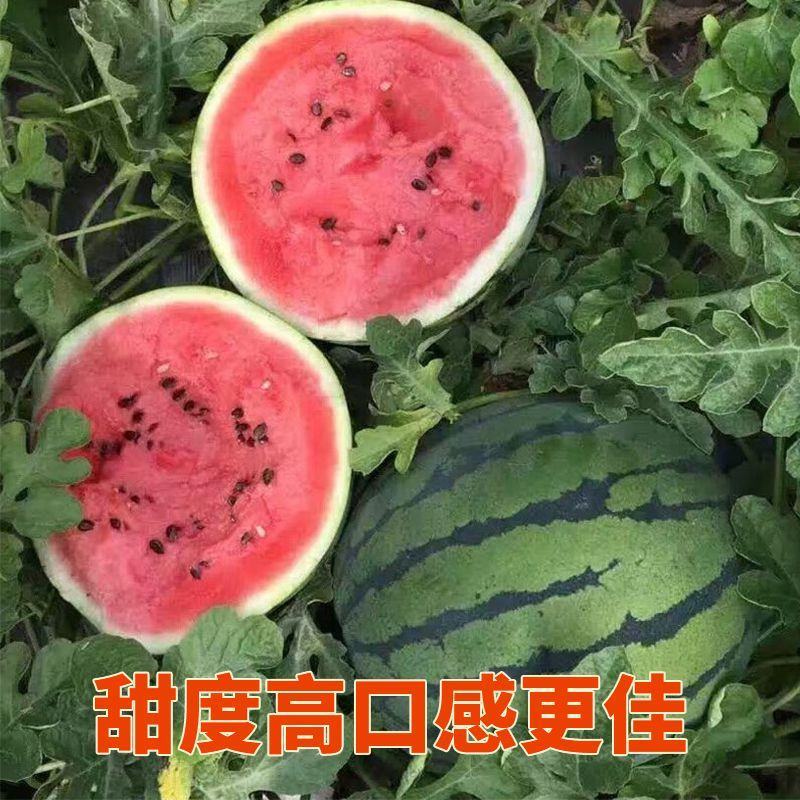 甜王西瓜大量上市，甜度高水分足，对接全国市场电商平台