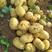 绥中县冷棚实验一号土豆黄心黄皮土豆大量上市供应全国市场
