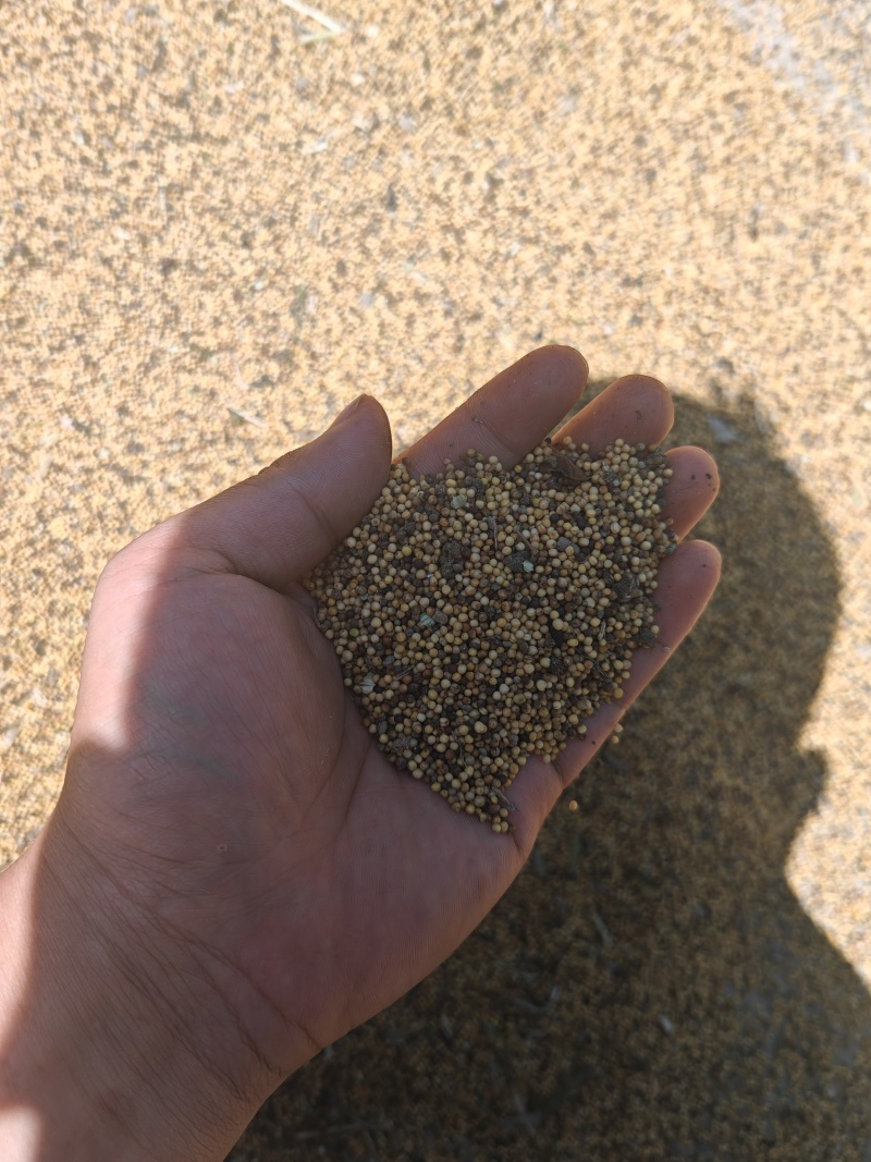 黄油菜籽