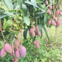 攀枝花本地红贵妃大量上市。果子圆润。皮薄核小肉多味甜。