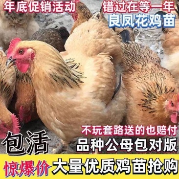 良凤花鸡苗