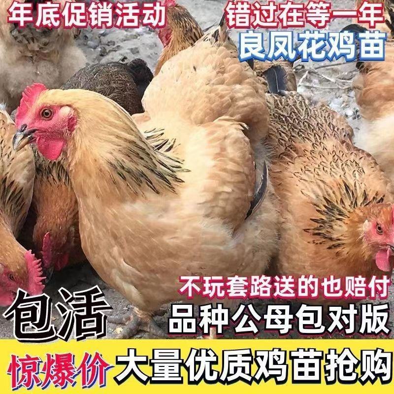 良凤花鸡苗