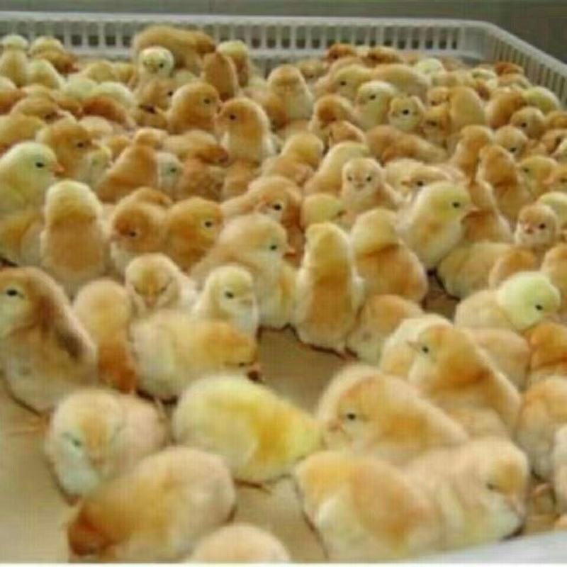 良凤花鸡苗