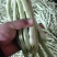 白豆角质量好价格美丽，冷棚新下来要货请联系。