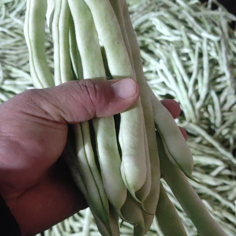 白豆角质量好价格美丽，冷棚新下来要货请联系。