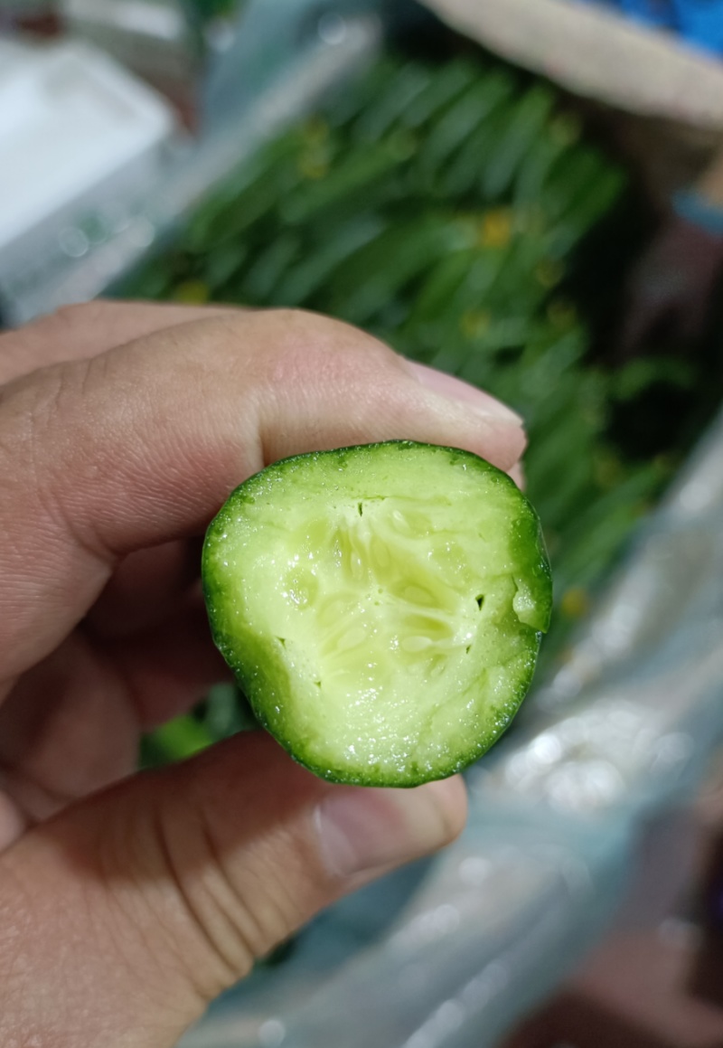 【供应社区团购】山东瑞丽水果小黄瓜乳瓜鲜嫩可口整车发货