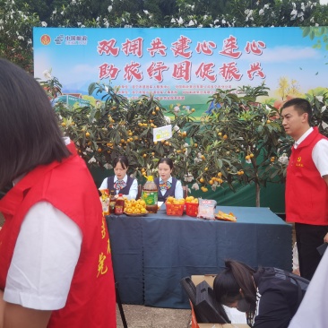 五星大枇杷