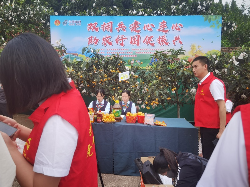 五星大枇杷