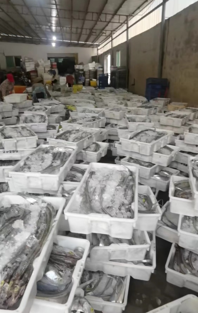 超精品钩带鱼，出口品质（资质）供应链工厂可代办代收代加工