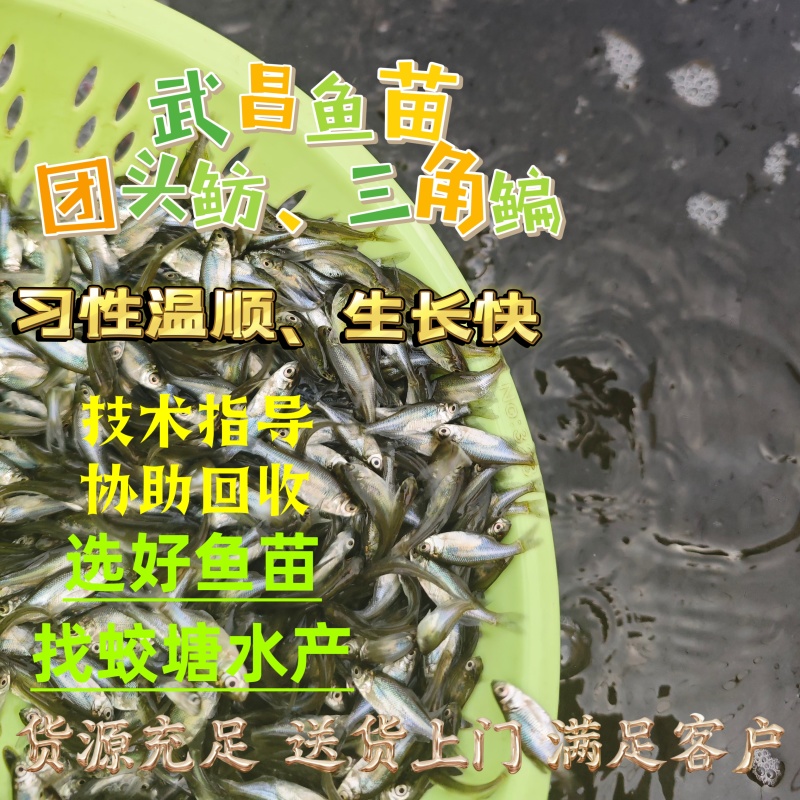 武昌鳊鱼苗三角鲂团头鲂诚信交易用你发财小手通电求购