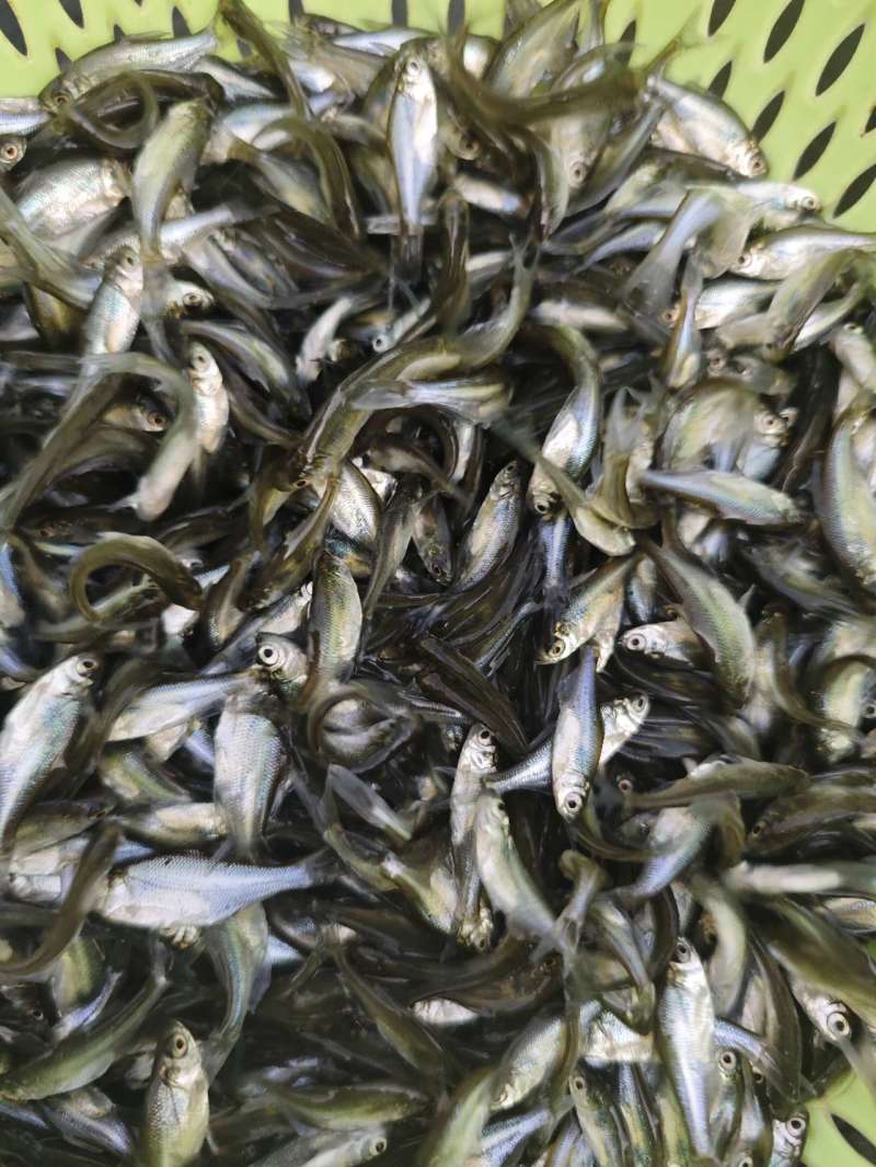 武昌鳊鱼苗三角鲂团头鲂诚信交易用你发财小手通电求购