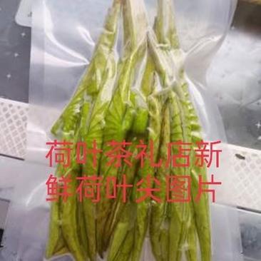 白洋淀荷叶卷