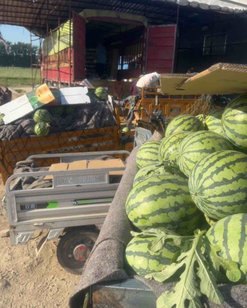 夏邑无籽美都大量供货中需要的可以联系价格可协商