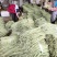 广西南宁横县本地白豆角一手货源大量上市欢迎各位老板采购