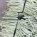 广西南宁横县本地白豆角一手货源大量上市欢迎各位老板采购