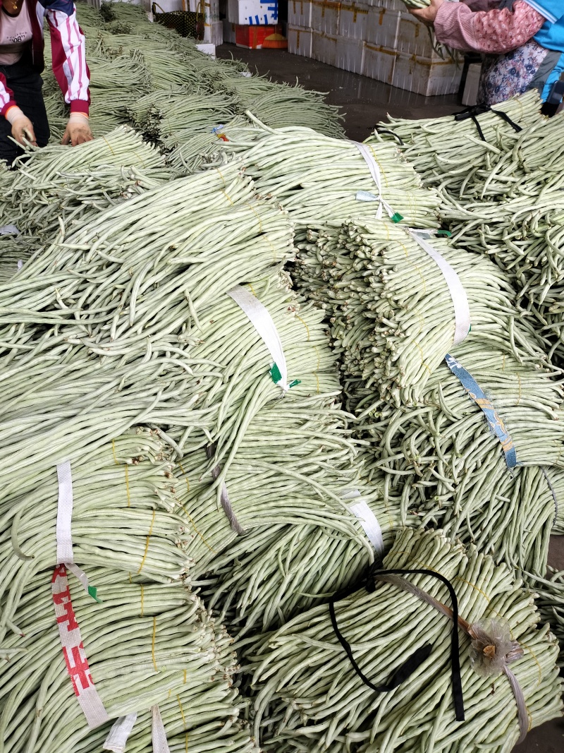 广西南宁横县本地白豆角一手货源大量上市欢迎各位老板采购