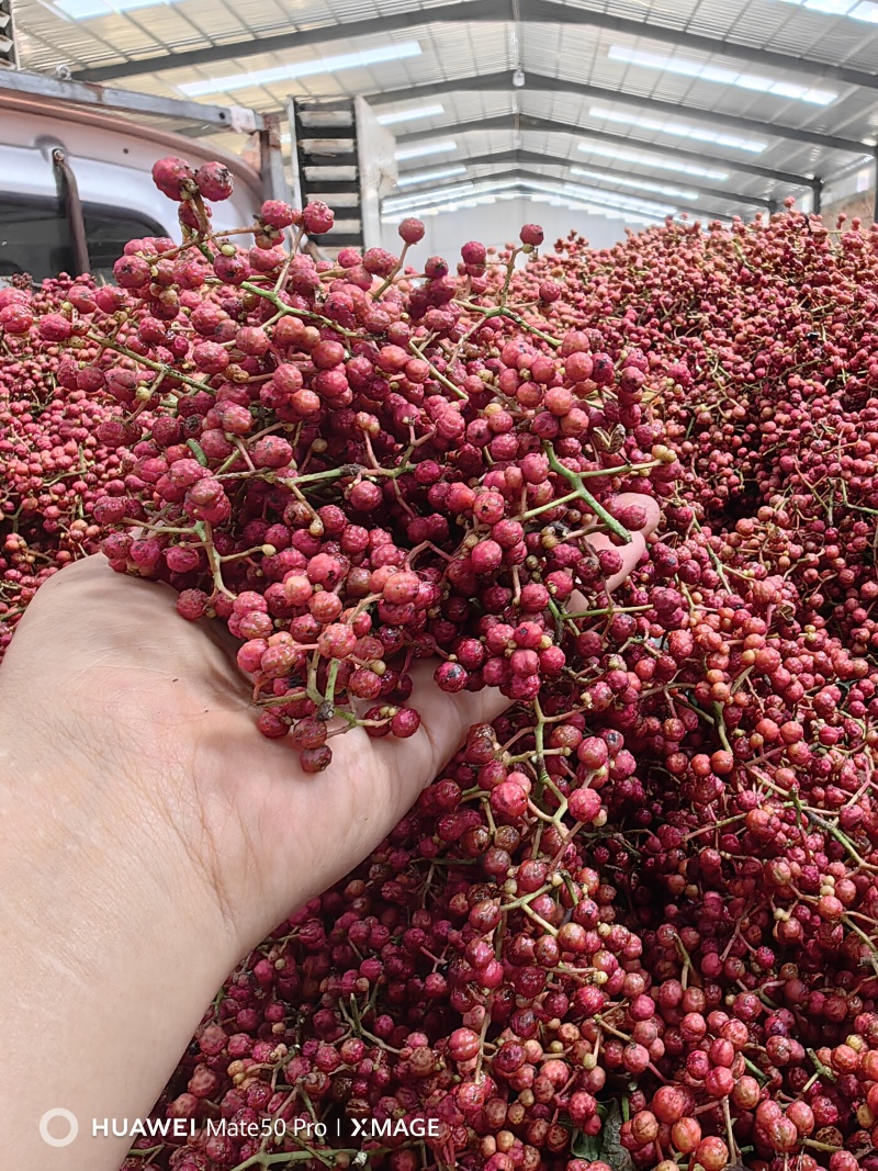 陕西精品大红袍花椒产地一手货源厂家直发常年供应量大价优