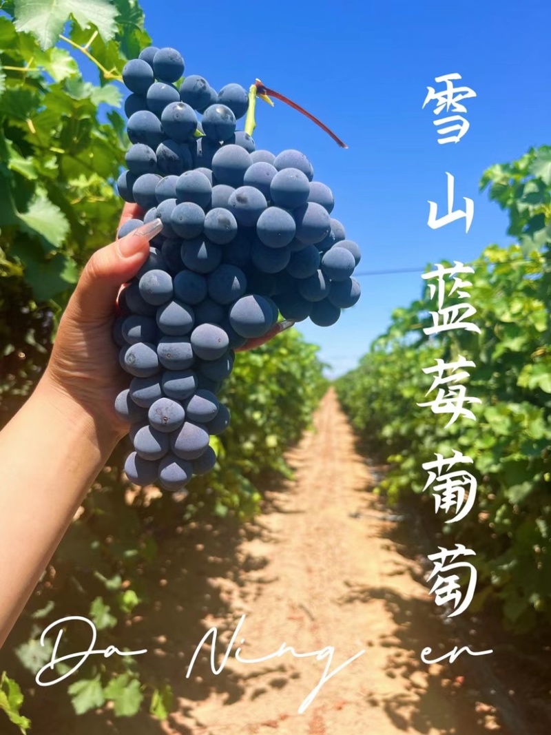 新疆蓝莓葡萄果肉饱满甜度高味道好量大从优欢迎来电