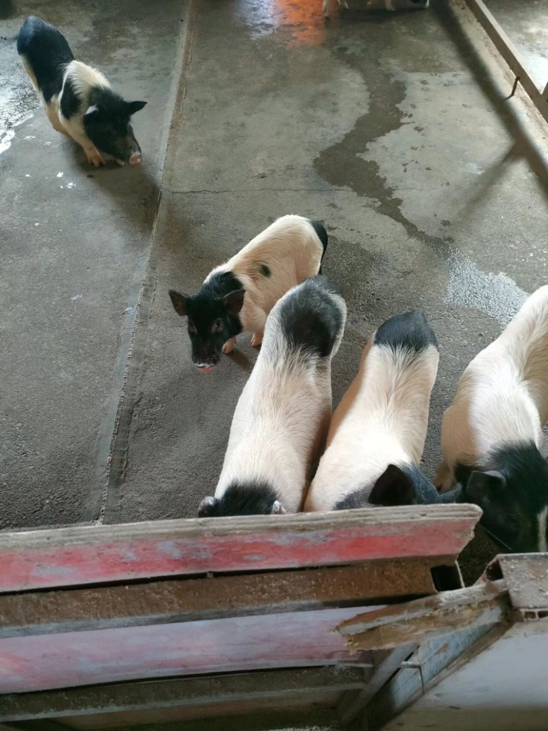 大量出售健康母猪，怀孕母猪，5公斤级商品猪及以上商品猪。