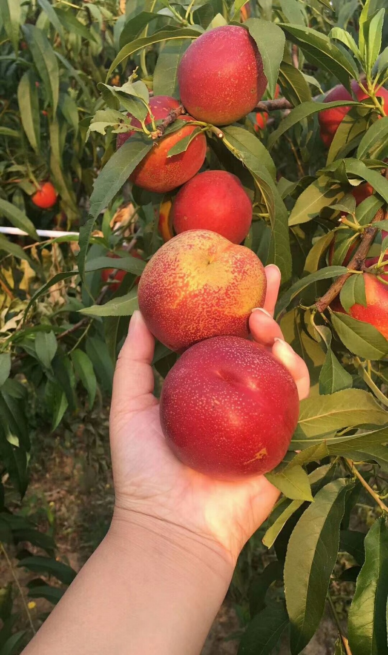 《砀山油桃》中油油桃品种规格齐全现货供应量大从优