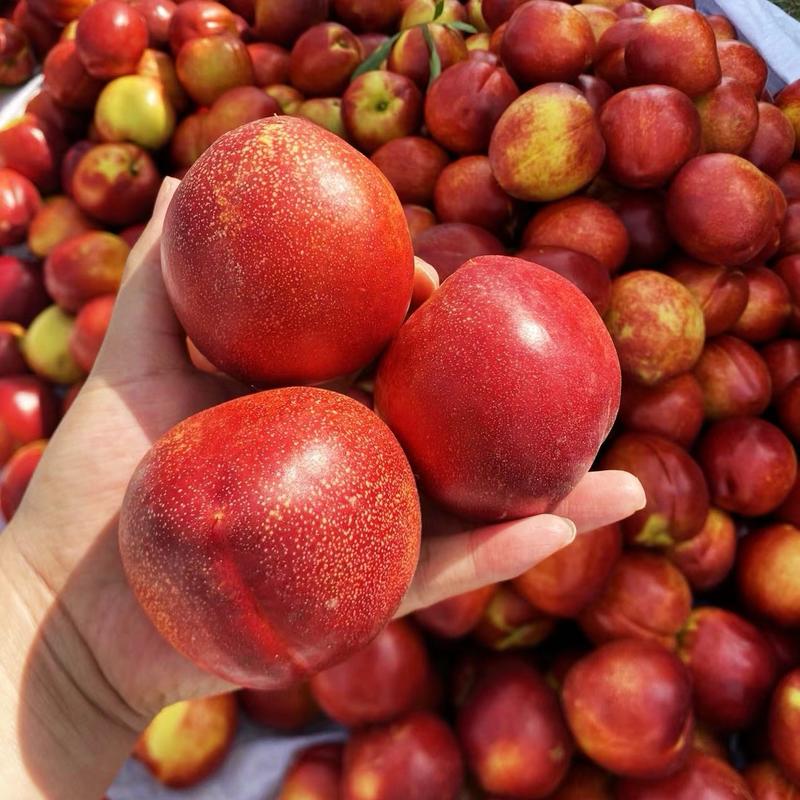 《砀山油桃》中油油桃品种规格齐全现货供应量大从优