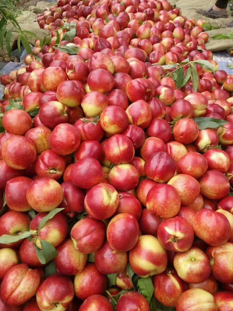 《砀山油桃》中油油桃品种规格齐全现货供应量大从优