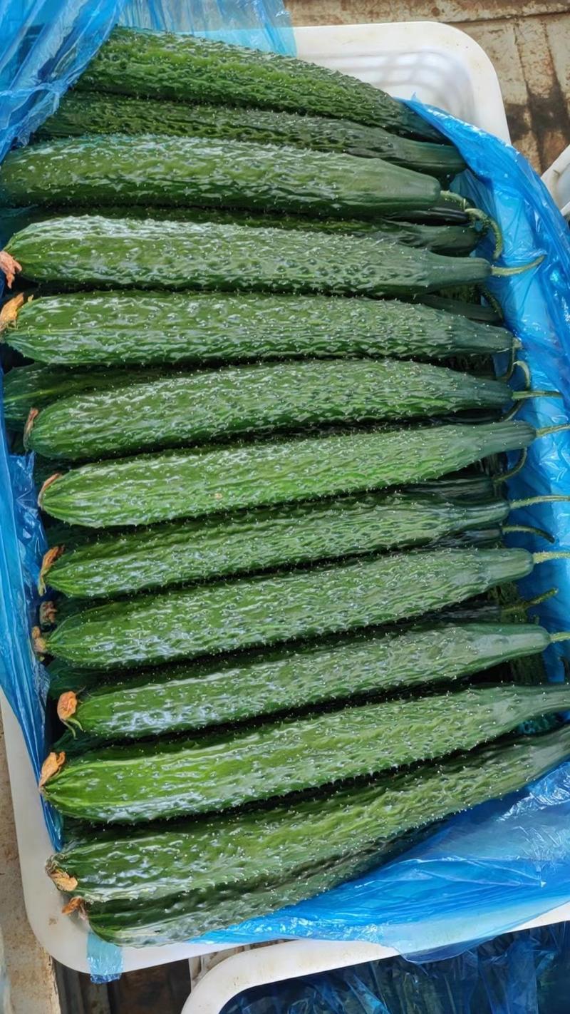 密刺黄瓜量大货源足商超品质全国发货代发欢迎客商订货