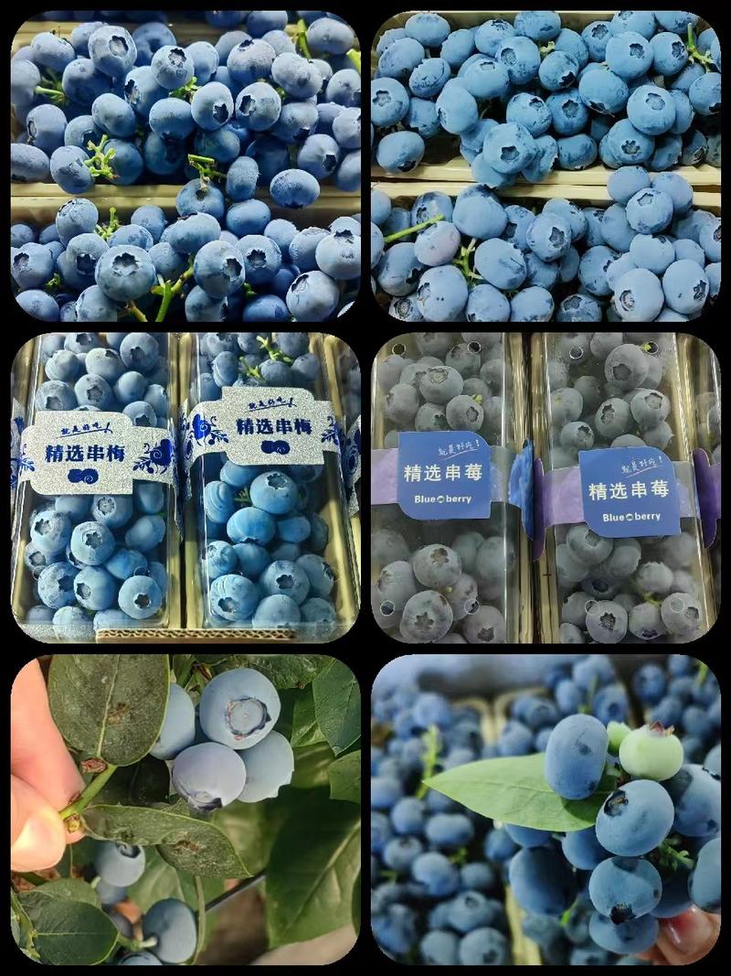 辽宁丹东莱克西蓝莓产地直发，现摘现卖，保证品质，价格优惠