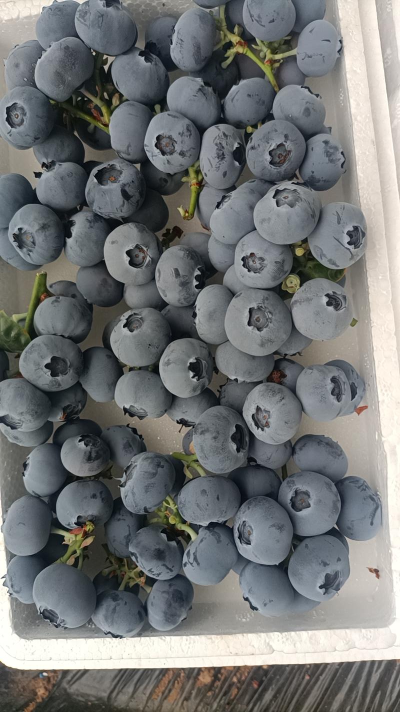 辽宁丹东莱克西蓝莓产地直发，现摘现卖，保证品质，价格优惠