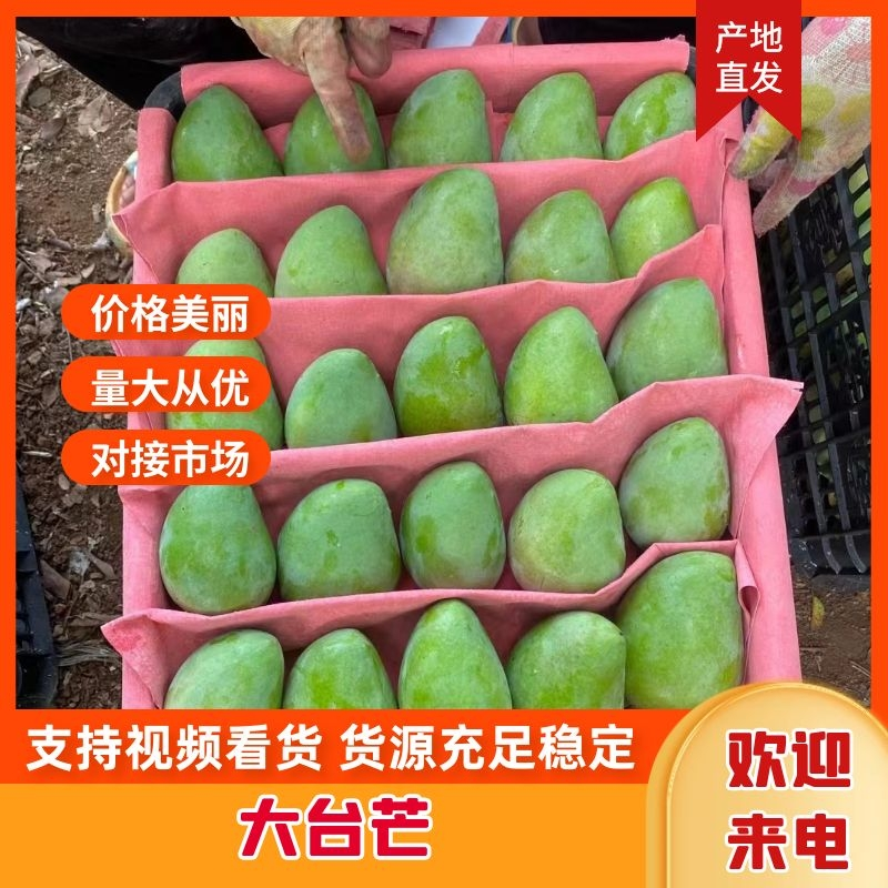 徐闻精品台农芒产地直发价格优惠可视频看货量大从优