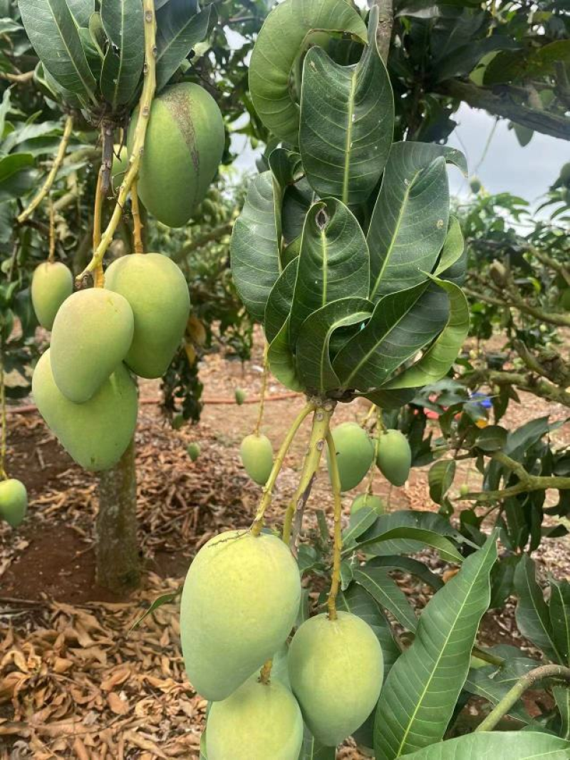 徐闻精品台农芒产地直发价格优惠可视频看货量大从优